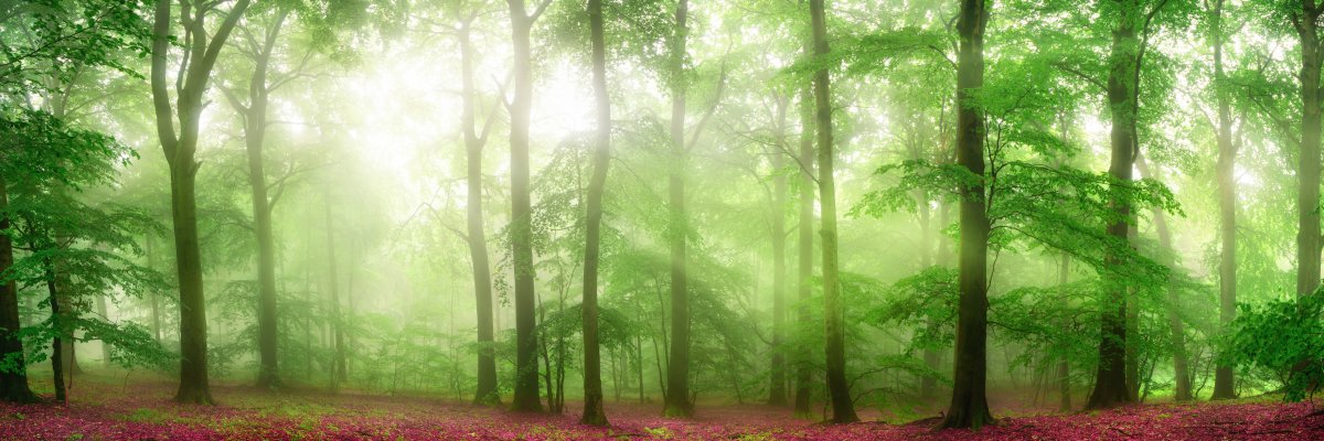 Foggy forest panorama with soft rays of light Foggy forest panorama with soft rays of light