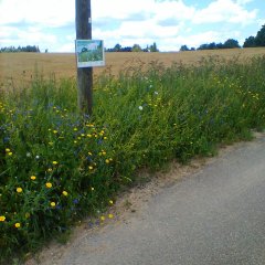 Blühwiese am Regenüberlaufbauwerk